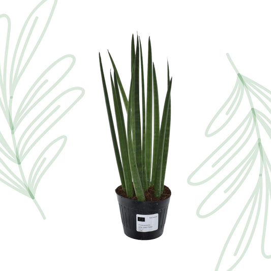 Sansevieria cylindrica 'Bacularis' / Mikado - 38 cm - Forestbloom