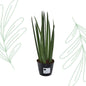 Sansevieria cylindrica 'Bacularis' / Mikado - 38 cm - Forestbloom