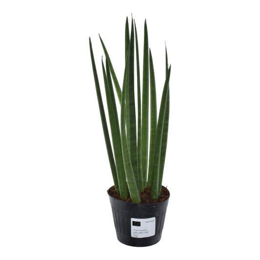 Sansevieria cylindrica 'Bacularis' / Mikado - 38 cm - Forestbloom