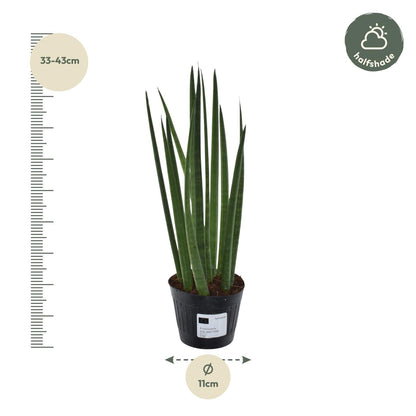 Sansevieria cylindrica 'Bacularis' / Mikado - 38 cm - Forestbloom