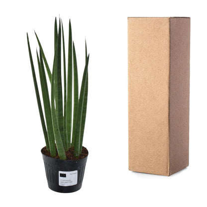 Sansevieria cylindrica 'Bacularis' / Mikado - 38 cm - Forestbloom