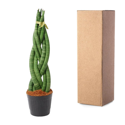 Sansevieria cylindrica 'Twist' - 40 cm - Forestbloom