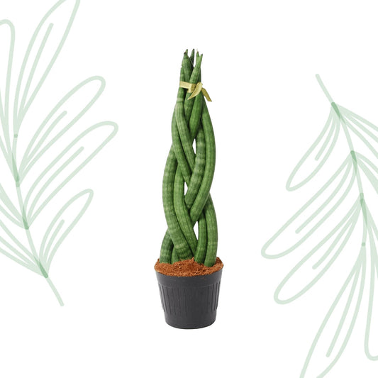 Sansevieria cylindrica 'Twist' - 40 cm - Forestbloom