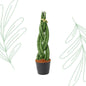 Sansevieria cylindrica 'Twist' - 40 cm - Forestbloom