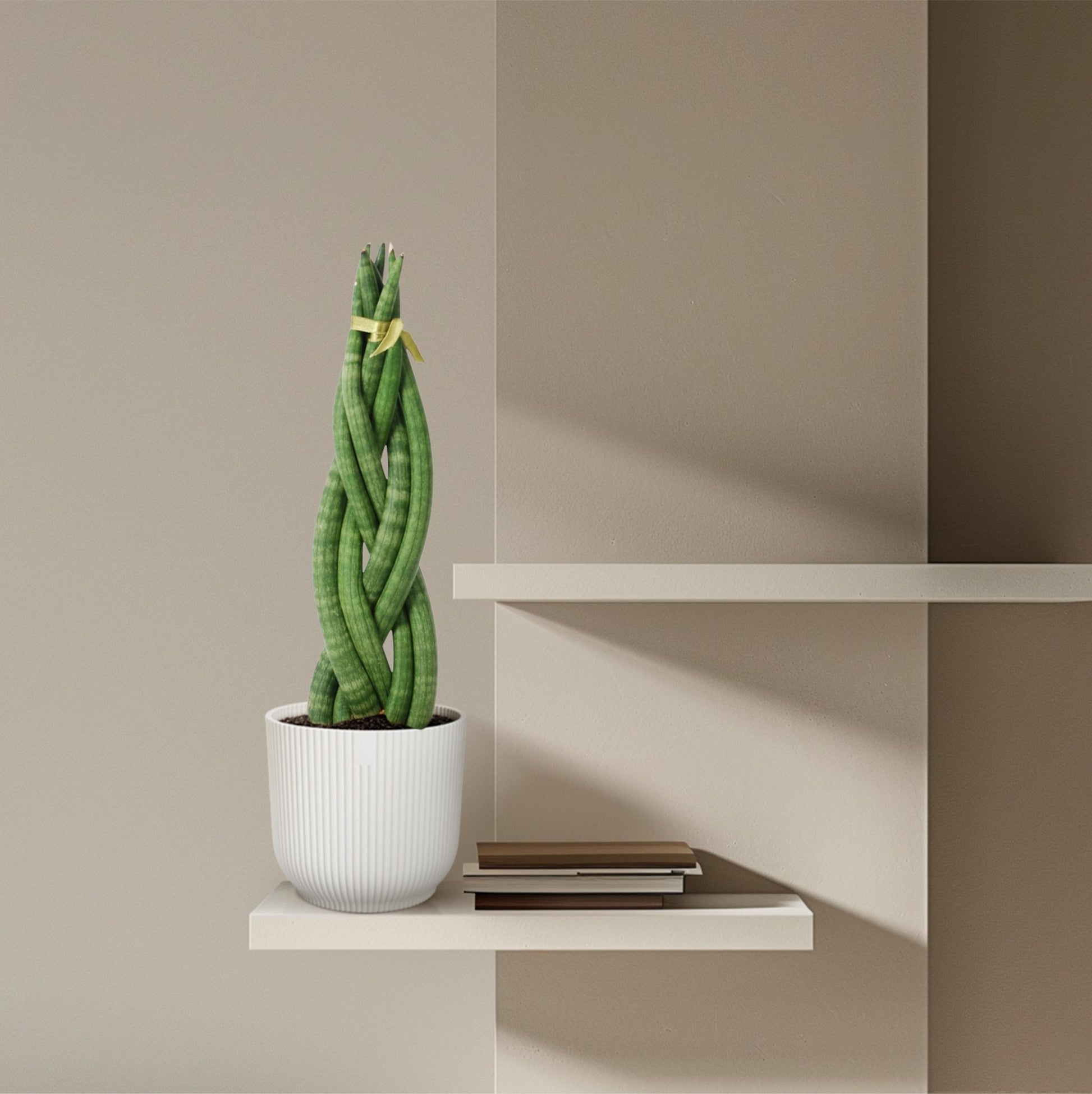 Sansevieria cylindrica 'Twist' - 40 cm - Forestbloom