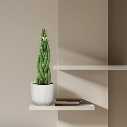 Sansevieria cylindrica 'Twist' - 40 cm - Forestbloom