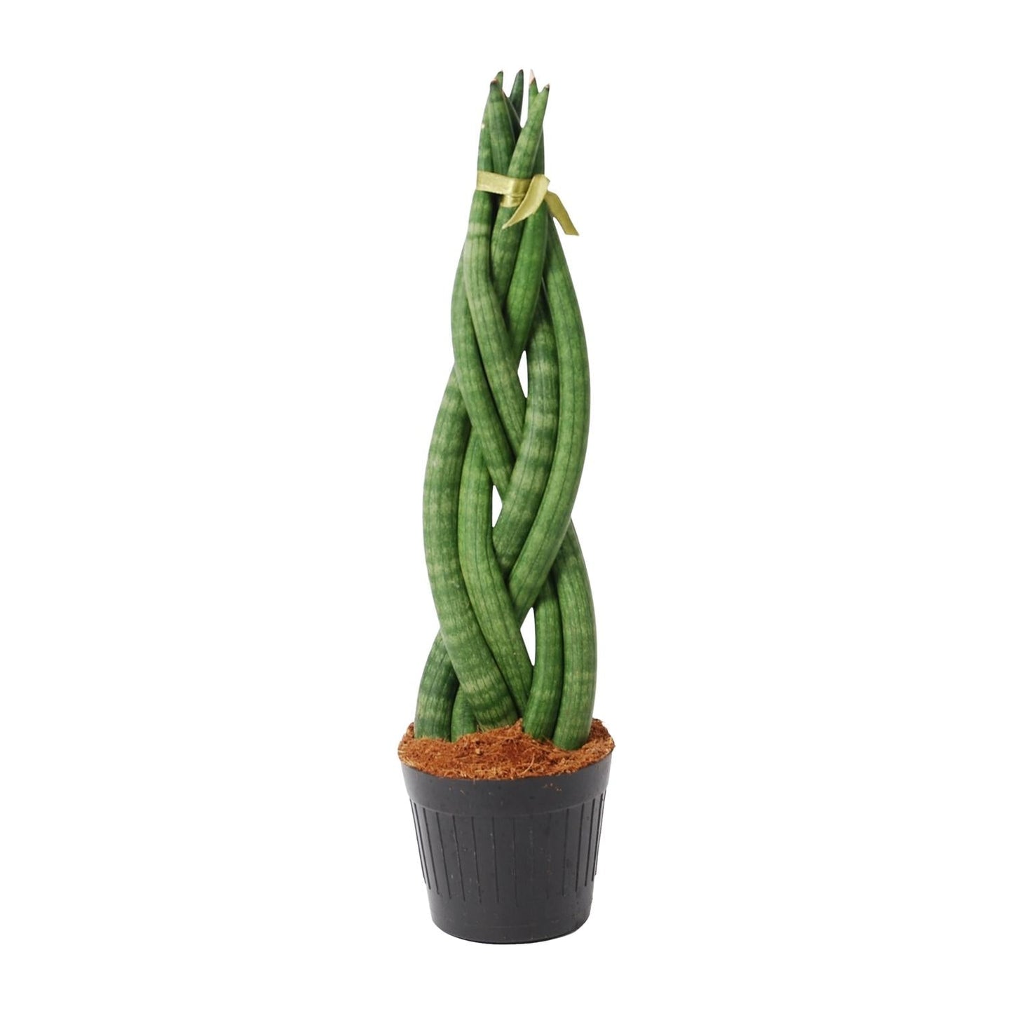 Sansevieria cylindrica 'Twist' - 40 cm - Forestbloom
