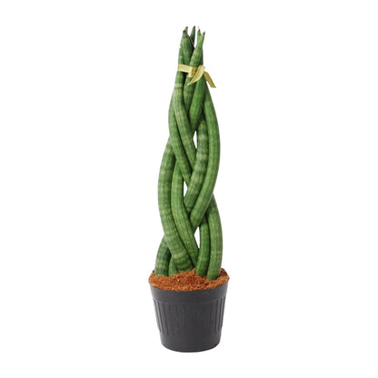Sansevieria cylindrica 'Twist' - 40 cm - Forestbloom