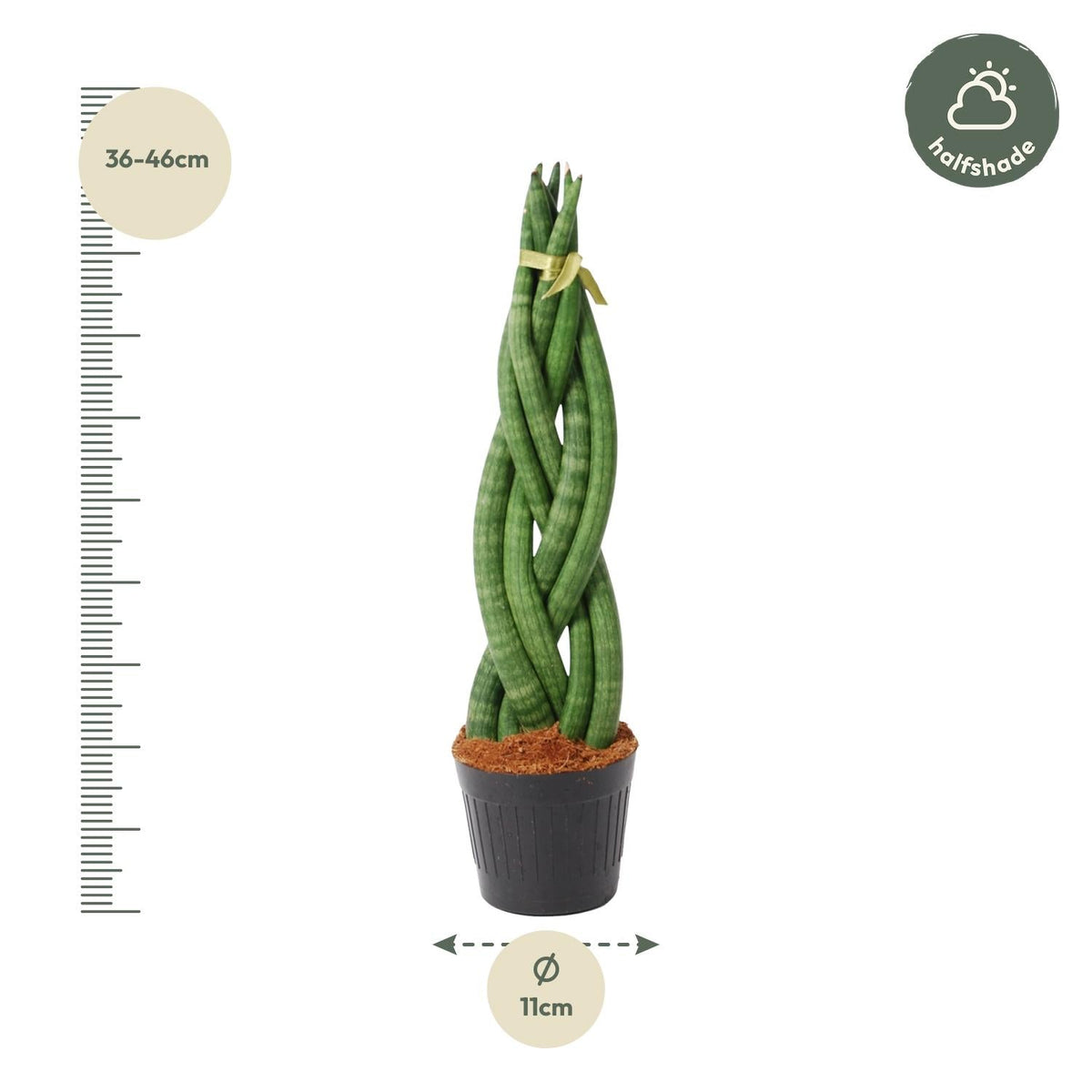 Sansevieria cylindrica 'Twist' - 40 cm - Forestbloom
