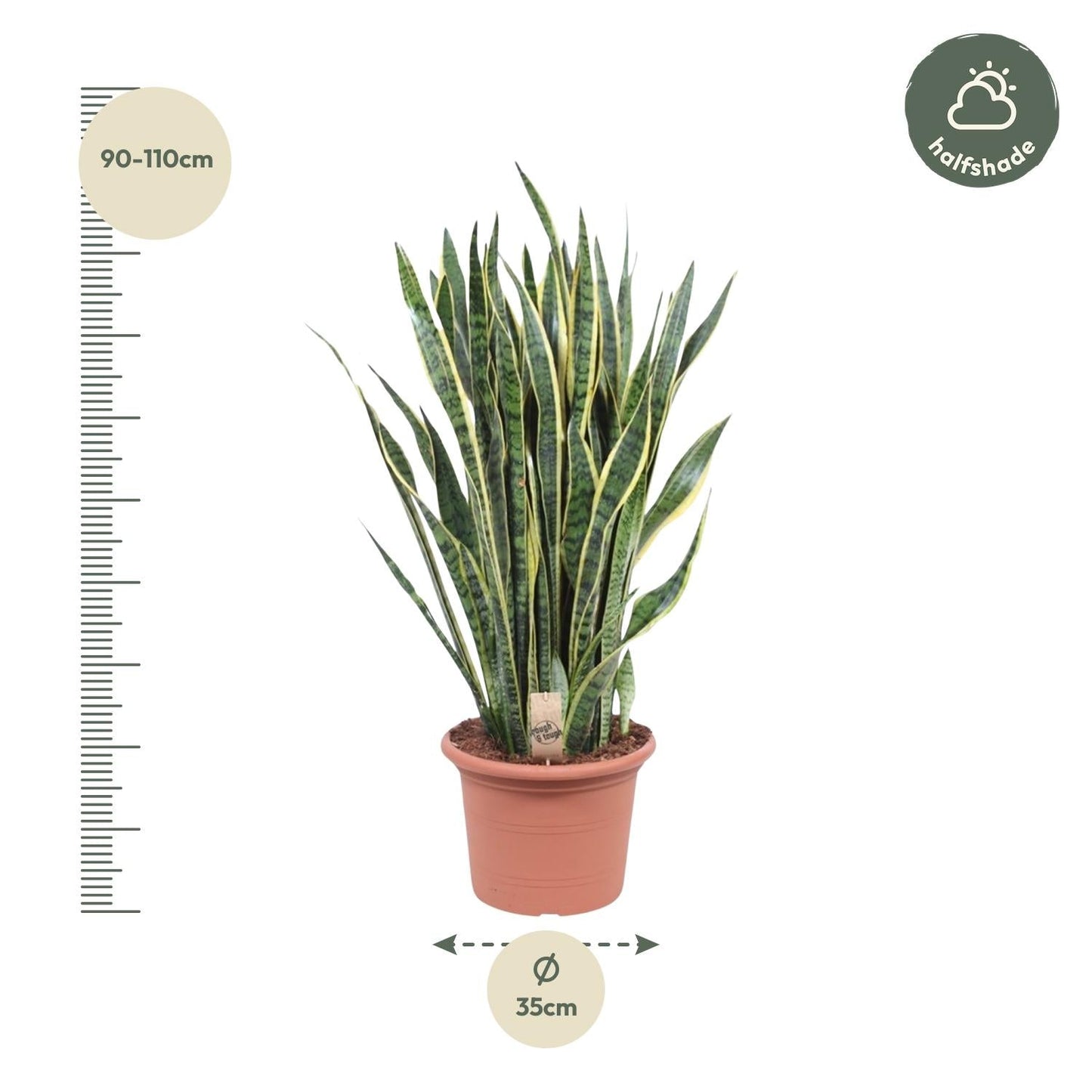 Sansevieria Laurentii - 100 cm - Forestbloom