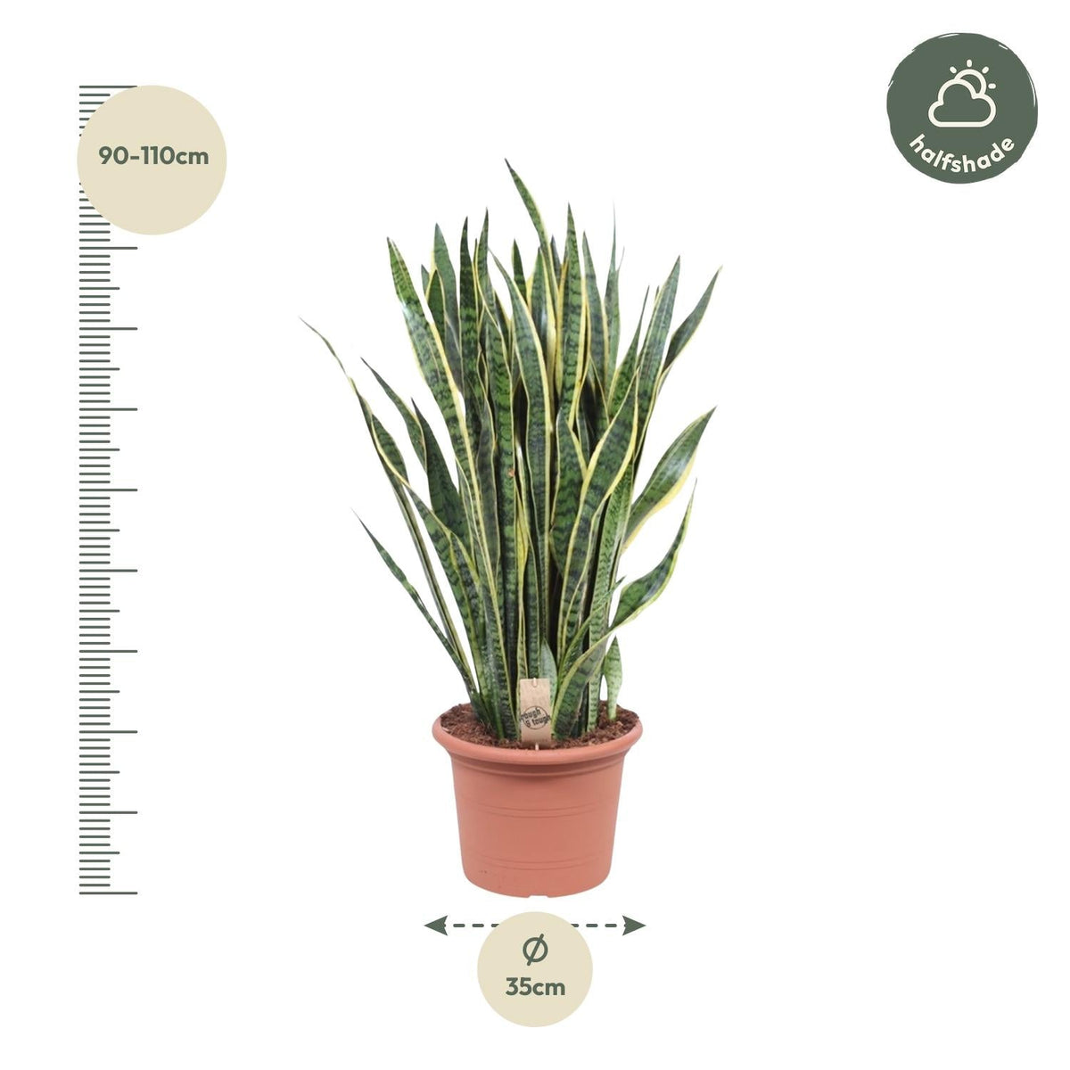 Sansevieria Laurentii - 100 cm - Forestbloom