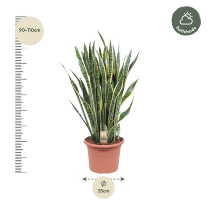 Sansevieria Laurentii - 100 cm - Forestbloom