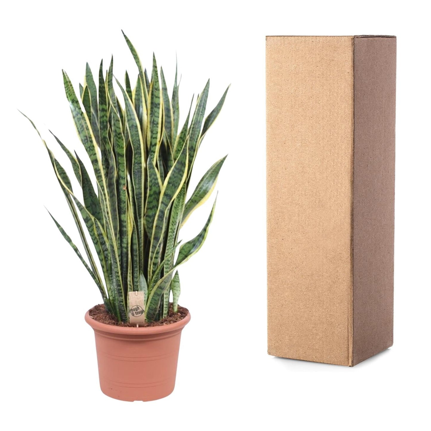 Sansevieria Laurentii - 100 cm - Forestbloom