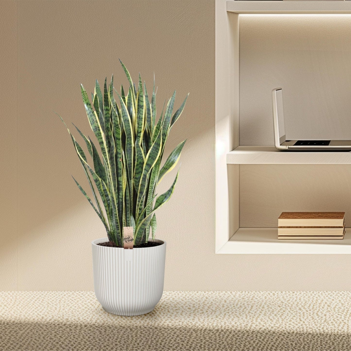 Sansevieria Laurentii - 100 cm - Forestbloom