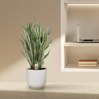 Sansevieria Laurentii - 100 cm - Forestbloom