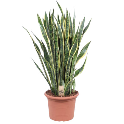 Sansevieria Laurentii - 100 cm - Forestbloom