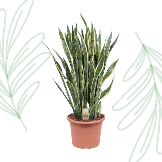 Sansevieria Laurentii - 100 cm - Forestbloom