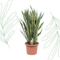 Sansevieria Laurentii - 100 cm - Forestbloom