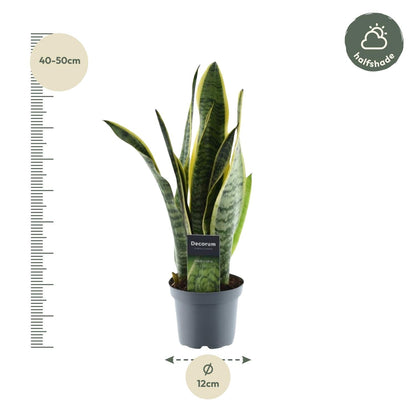 Sansevieria Laurentii - 45 cm - Forestbloom