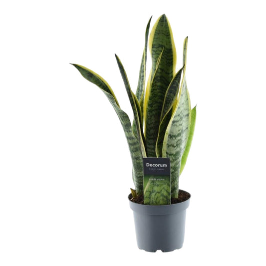 Sansevieria Laurentii - 45 cm - Forestbloom