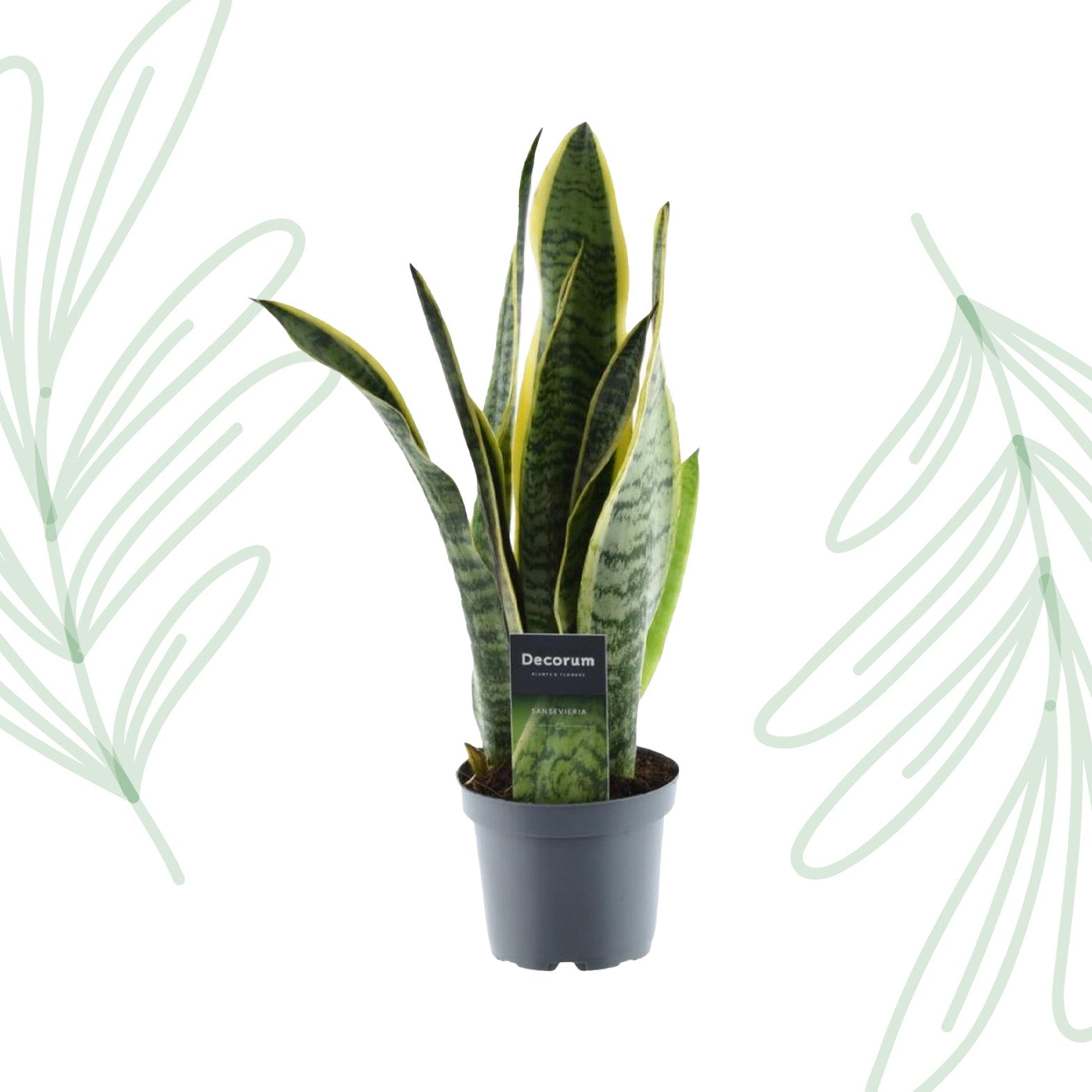 Sansevieria Laurentii - 45 cm - Forestbloom