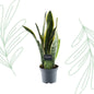 Sansevieria Laurentii - 45 cm - Forestbloom
