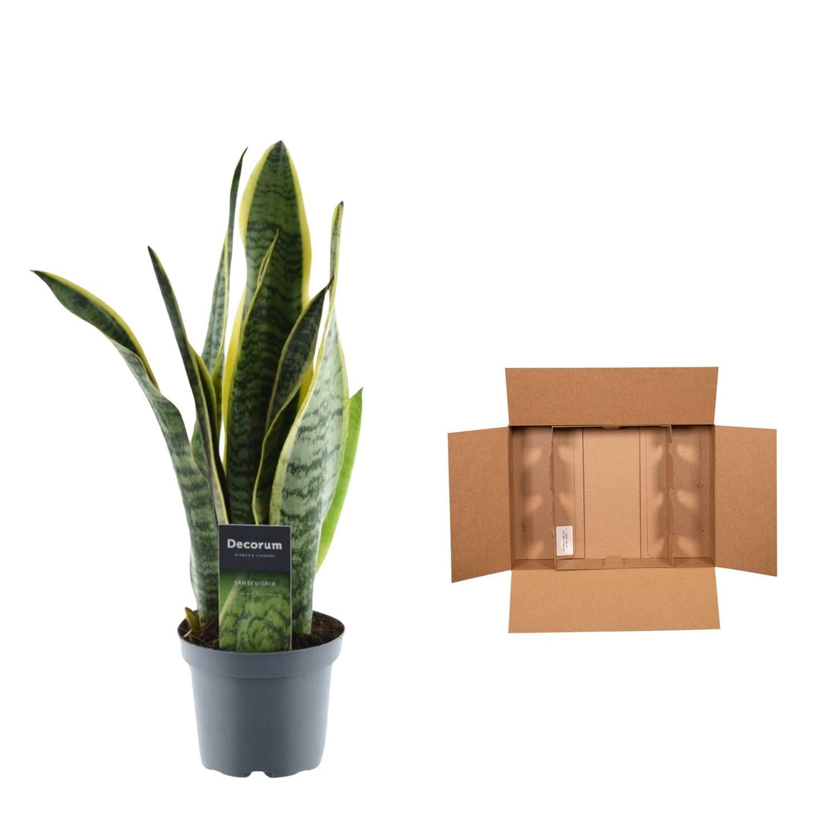 Sansevieria Laurentii - 45 cm - Forestbloom