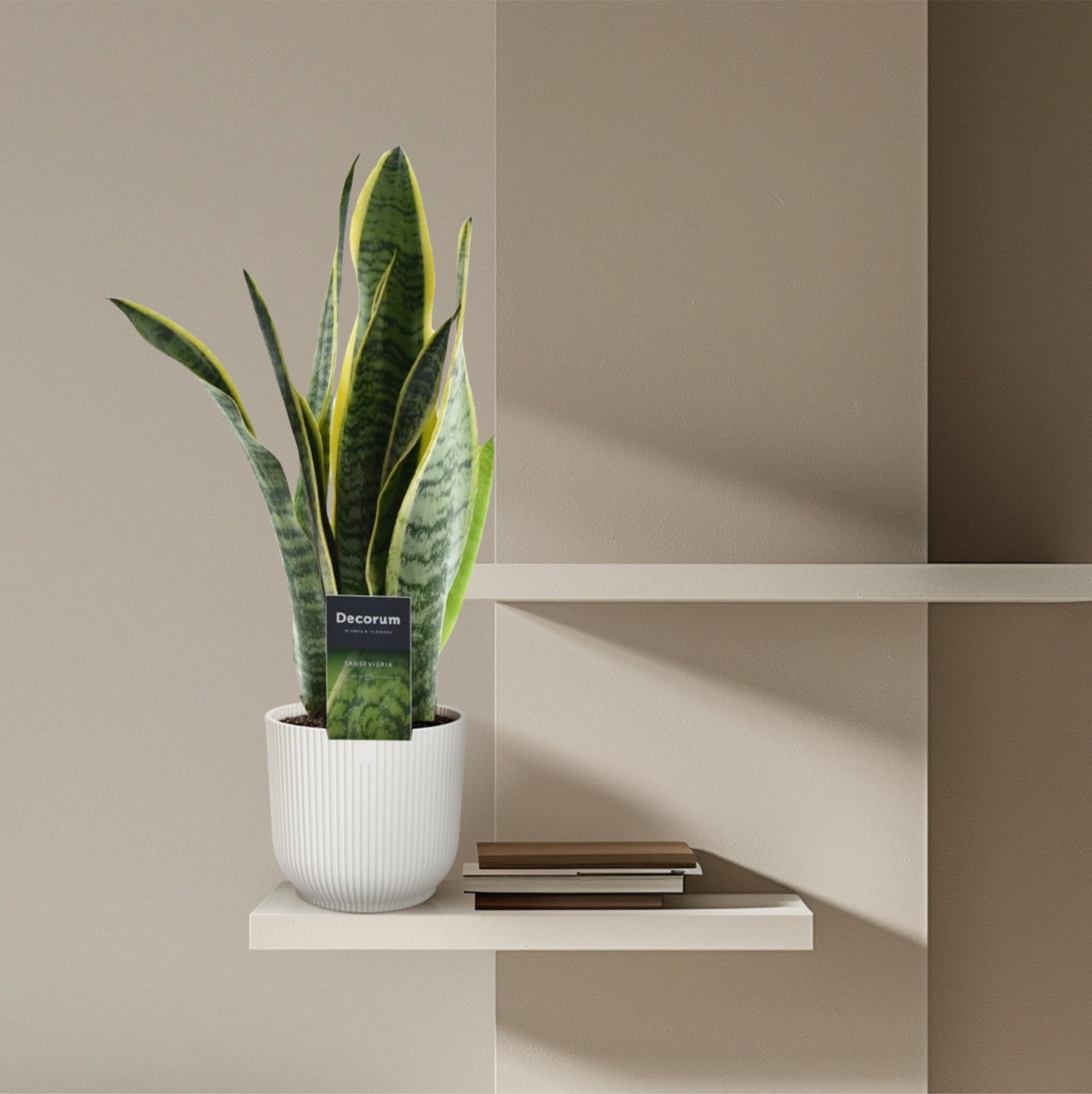 Sansevieria Laurentii - 45 cm - Forestbloom