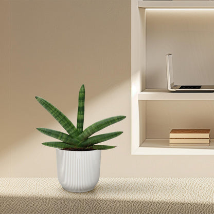 Sansevieria Skyline - 25 cm - Forestbloom