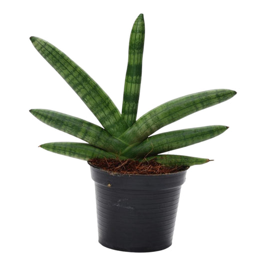 Sansevieria Skyline - 25 cm - Forestbloom