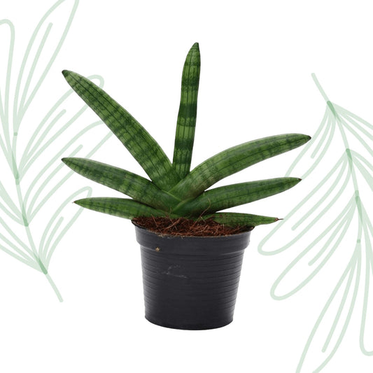 Sansevieria Skyline - 25 cm - Forestbloom