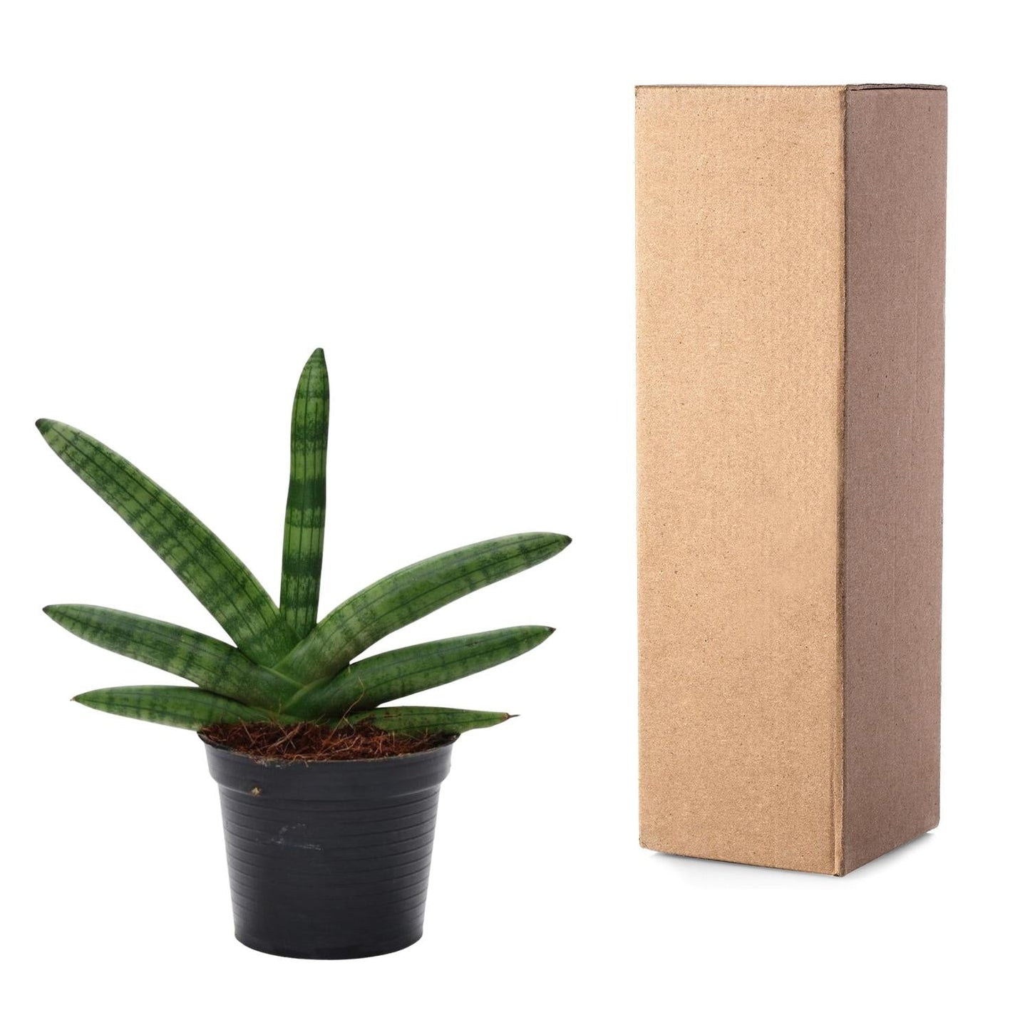 Sansevieria Skyline - 25 cm - Forestbloom