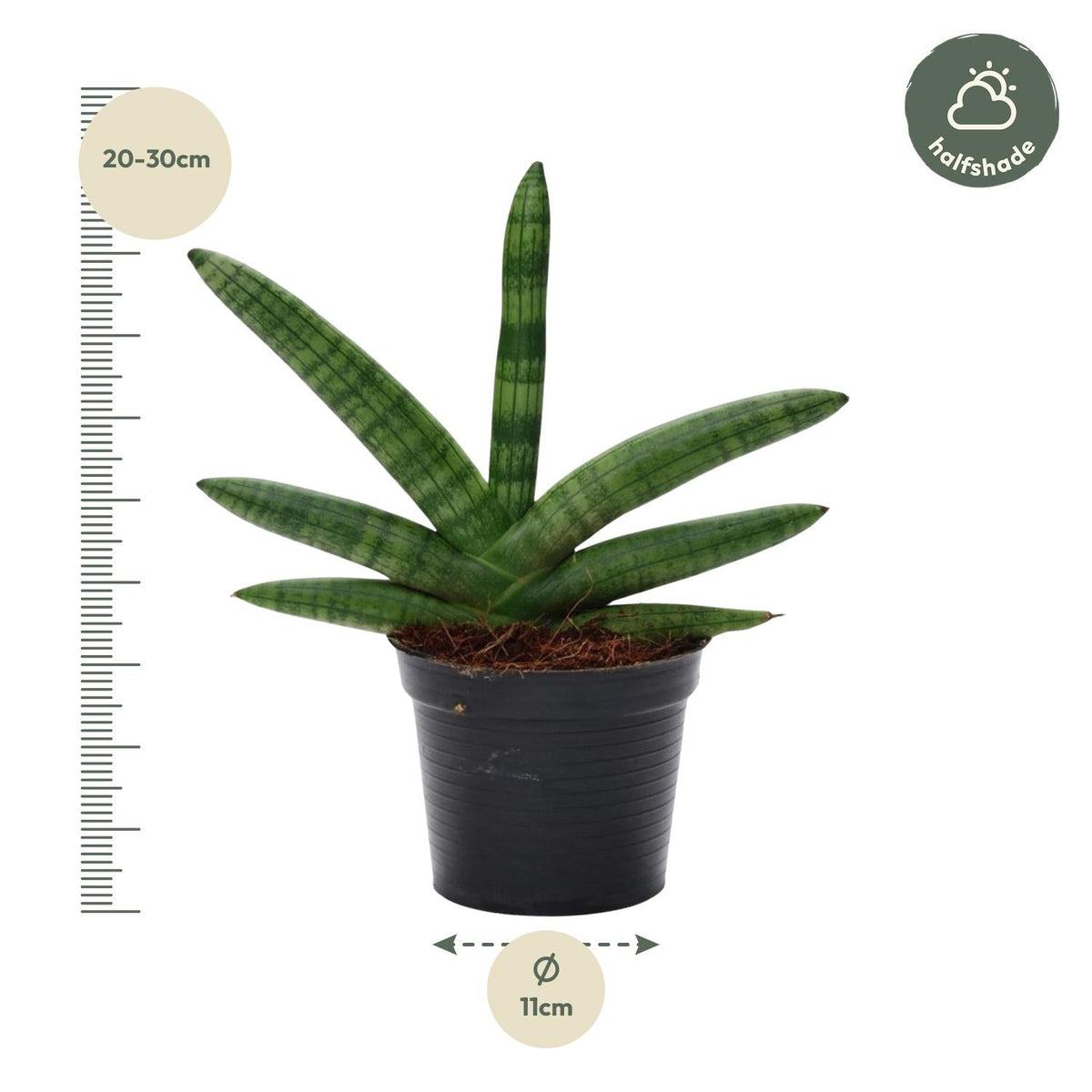 Sansevieria Skyline - 25 cm - Forestbloom