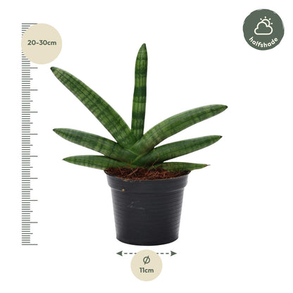 Sansevieria Skyline - 25 cm - Forestbloom