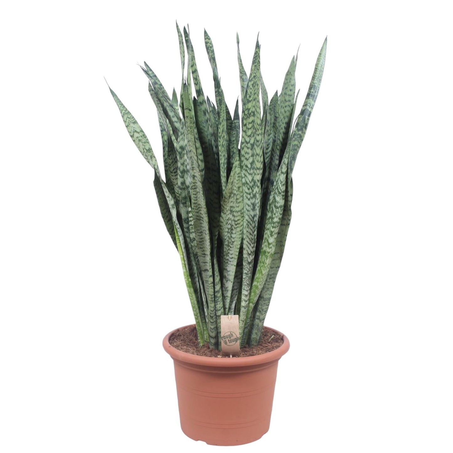 Sansevieria Zeylanica - 110 cm - Forestbloom