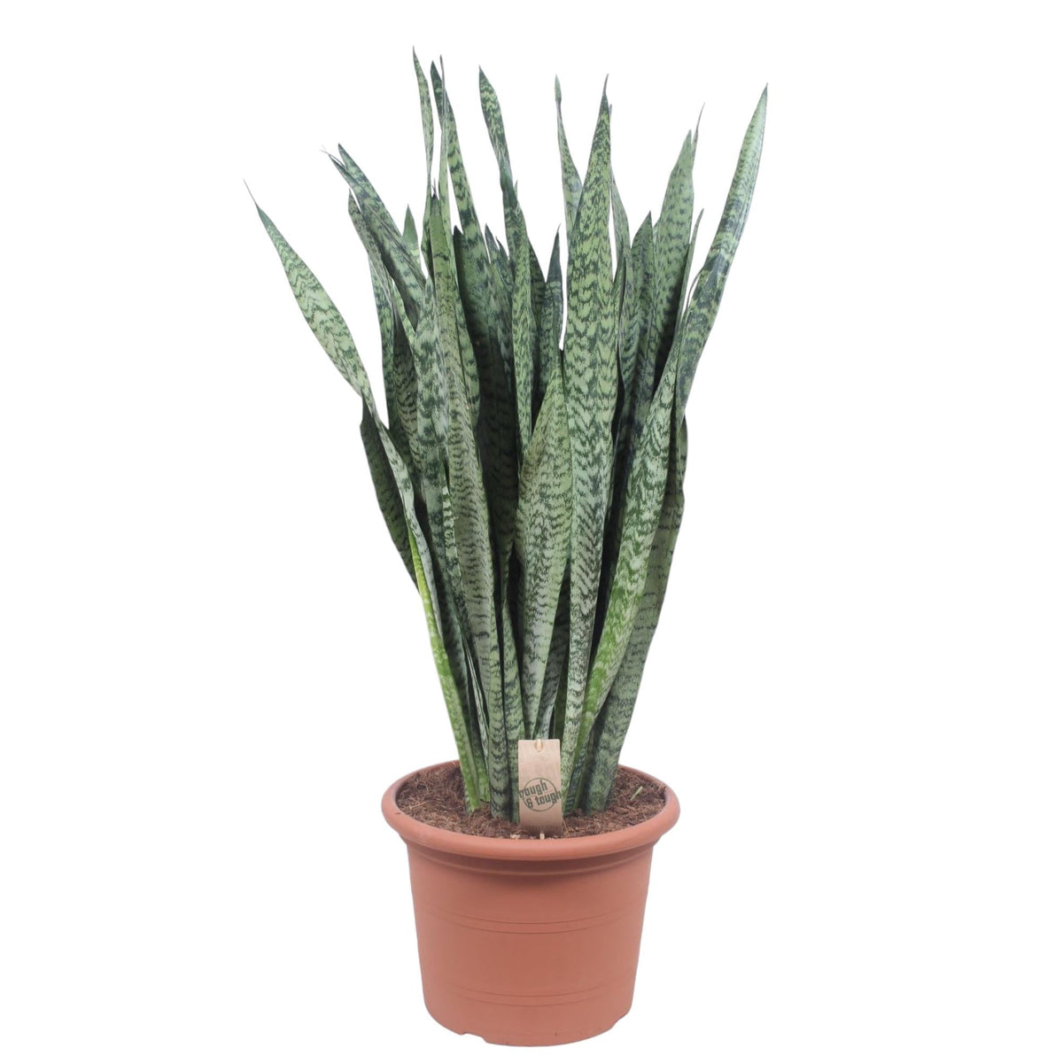 Sansevieria Zeylanica - 110 cm - Forestbloom