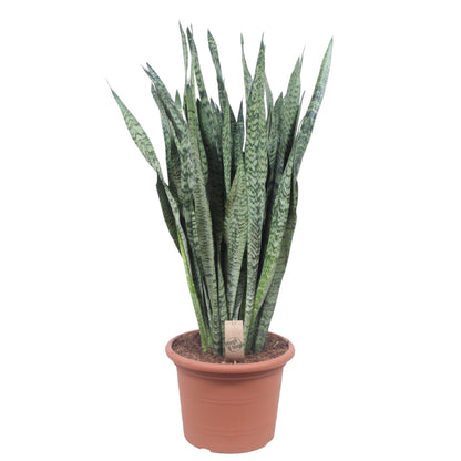 Sansevieria Zeylanica - 110 cm - Forestbloom
