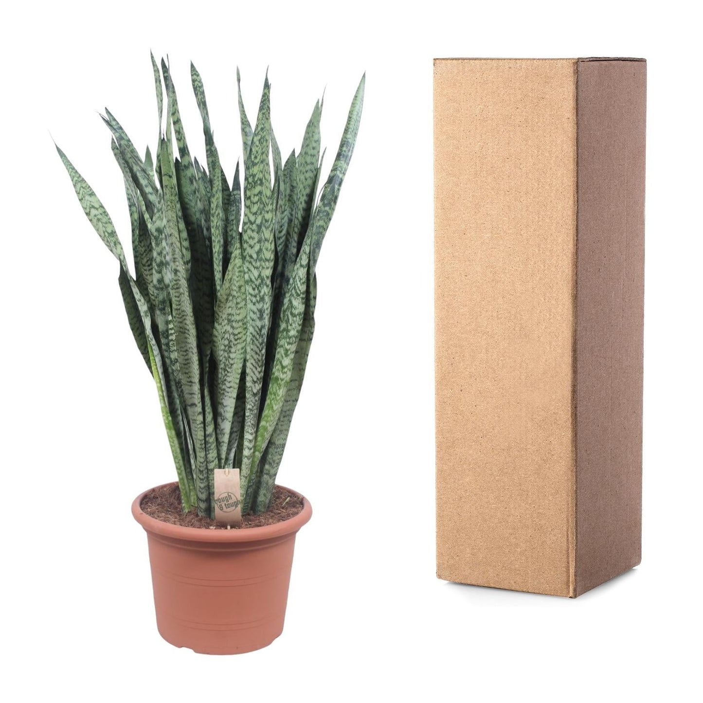 Sansevieria Zeylanica - 110 cm - Forestbloom