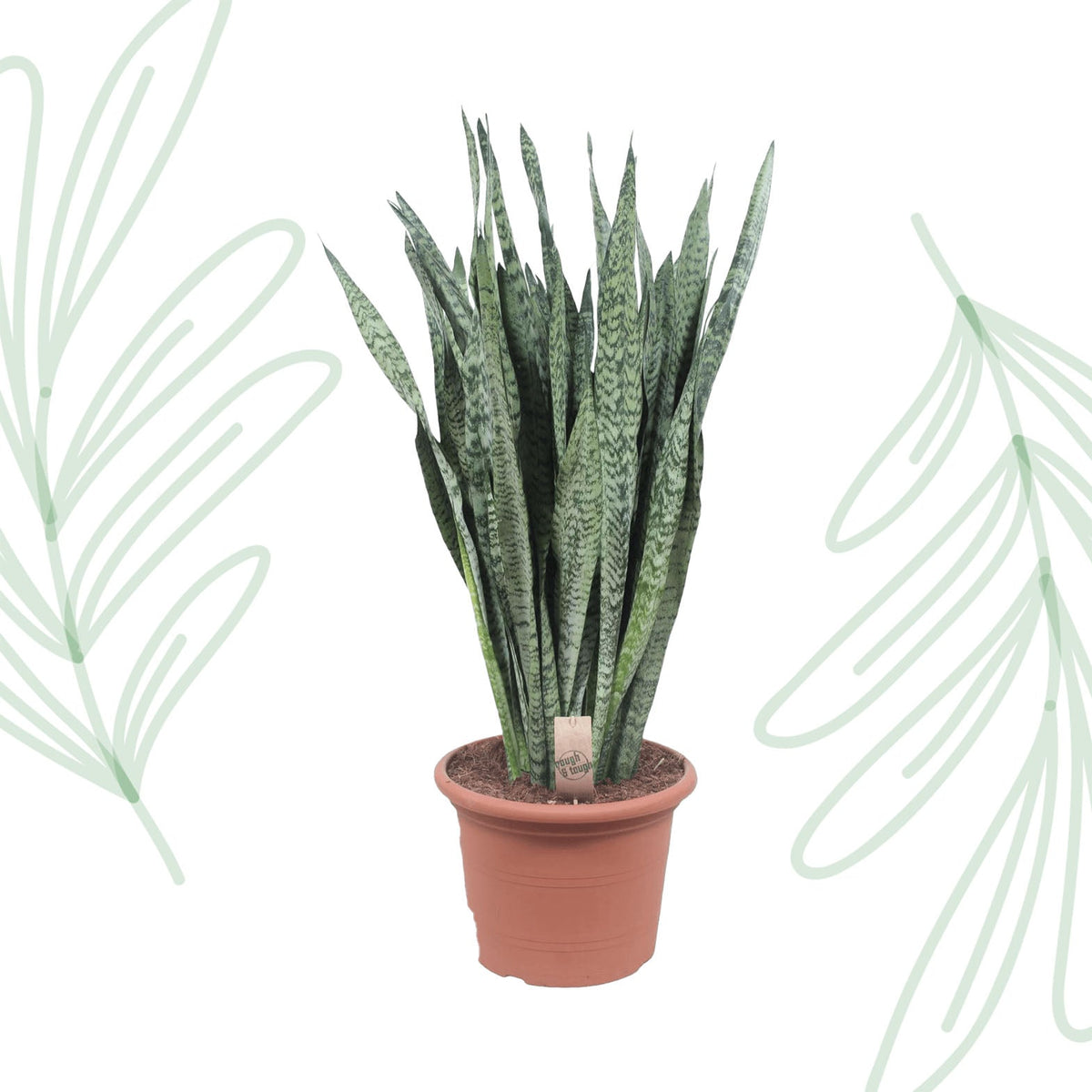 Sansevieria Zeylanica - 110 cm - Forestbloom
