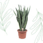 Sansevieria Zeylanica - 110 cm - Forestbloom