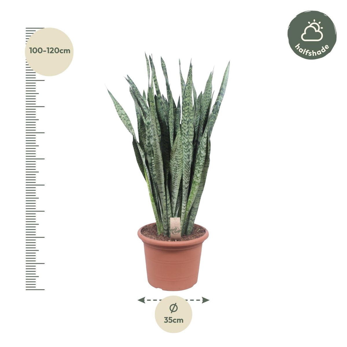 Sansevieria Zeylanica - 110 cm - Forestbloom
