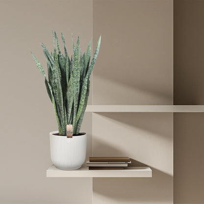 Sansevieria Zeylanica - 110 cm - Forestbloom