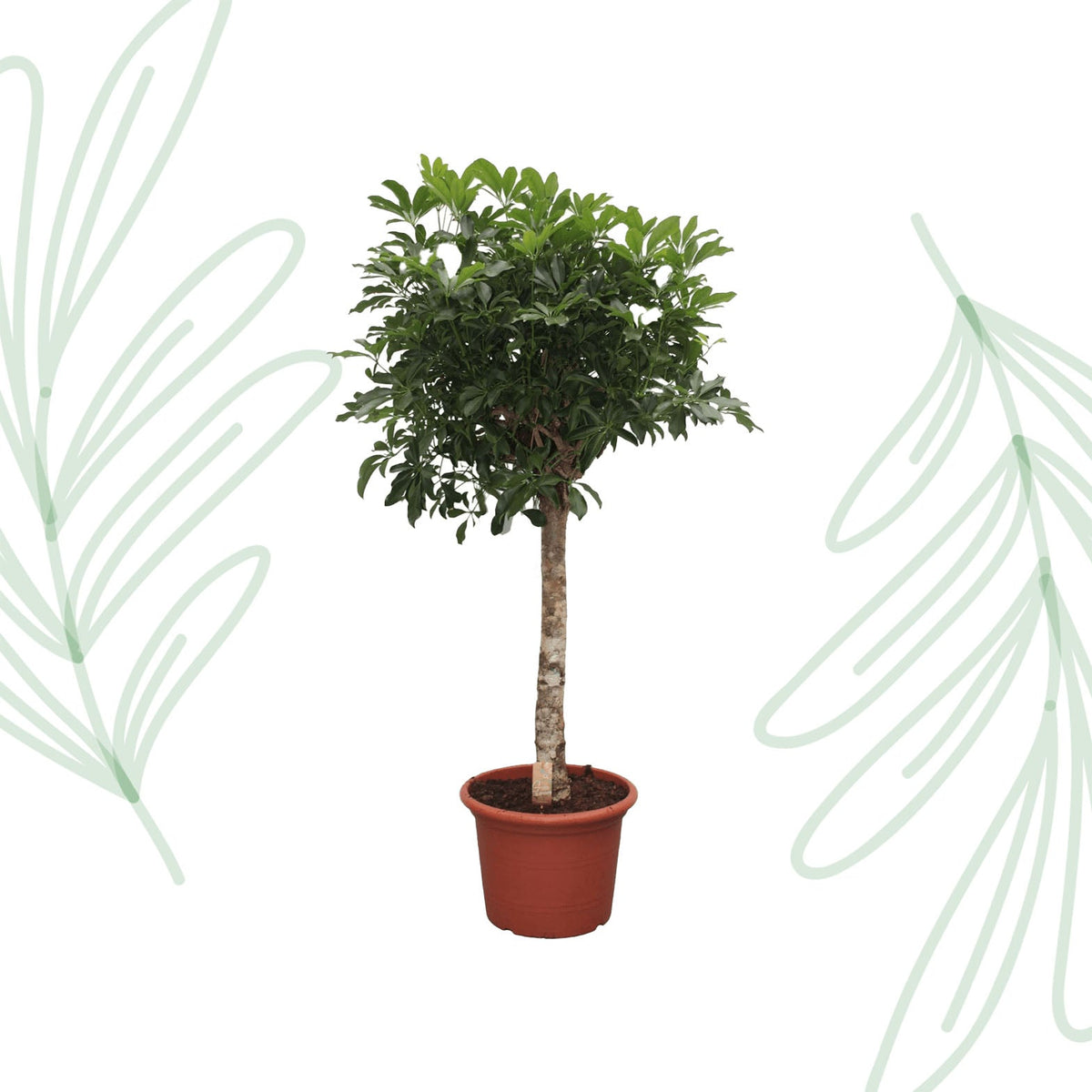Schefflera Arboricola Compacta boom - 180 cm - Forestbloom