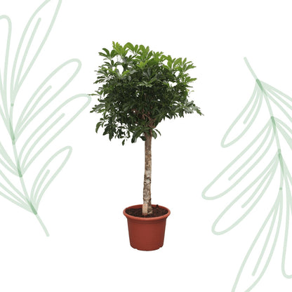Schefflera Arboricola Compacta boom - 180 cm - Forestbloom