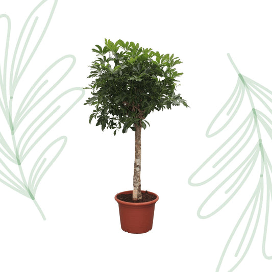 Schefflera Arboricola Compacta boom - 180 cm - Forestbloom