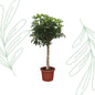 Schefflera Arboricola Compacta boom - 180 cm - Forestbloom