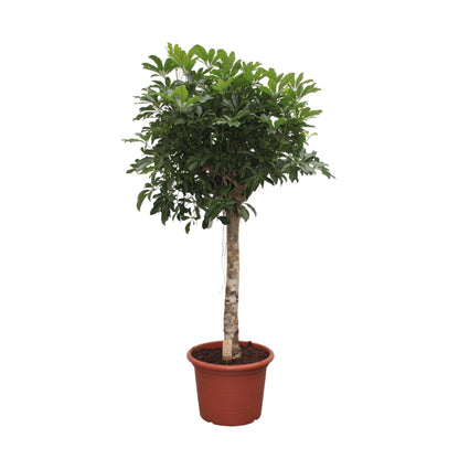 Schefflera Arboricola Compacta boom - 180 cm - Forestbloom