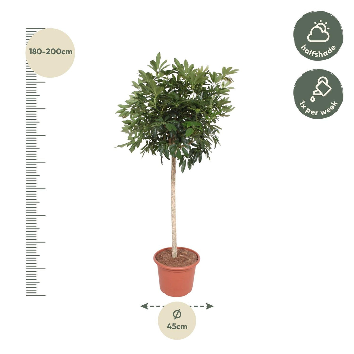 Schefflera Arboricola Compacta boom - 190 cm - Forestbloom