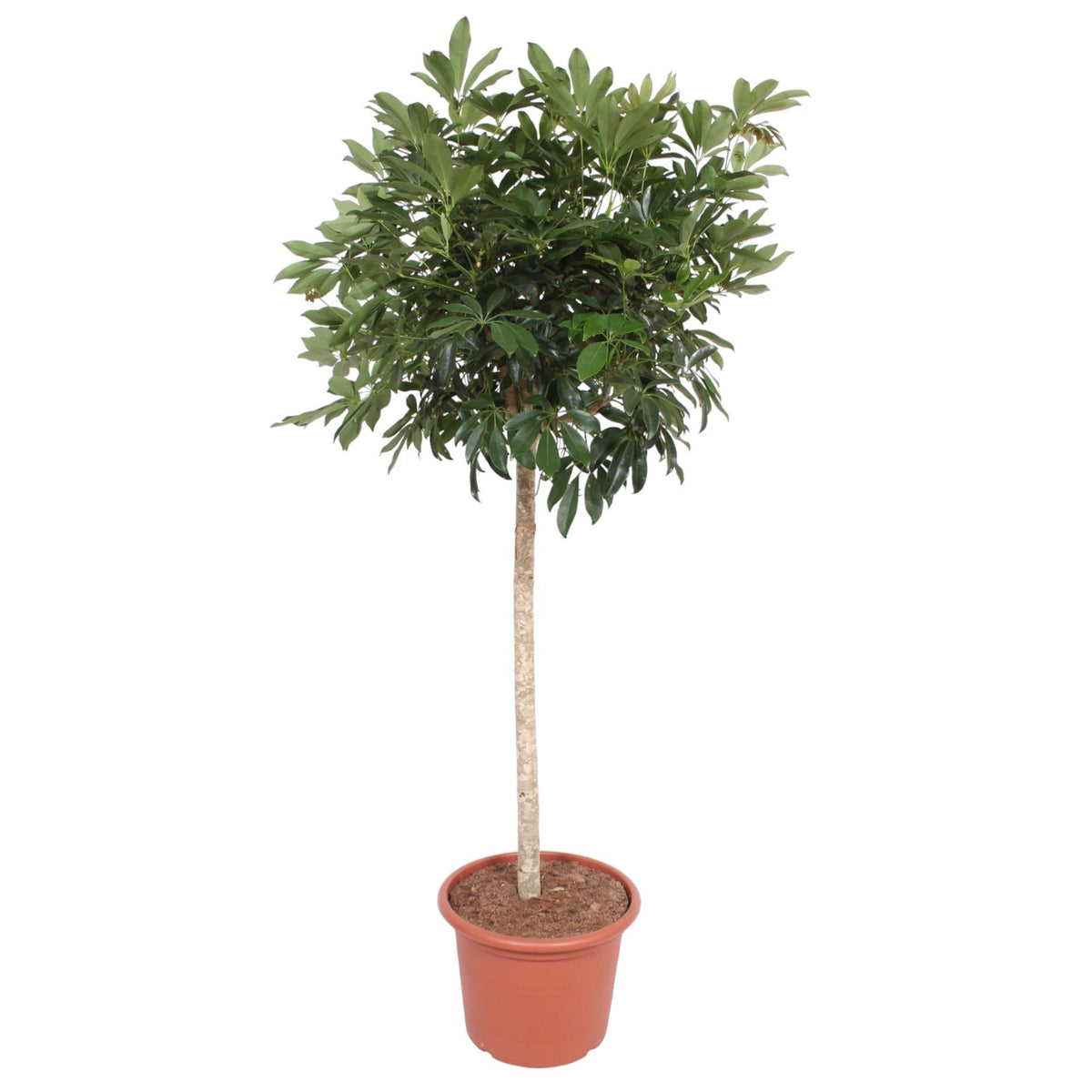 Schefflera Arboricola Compacta boom - 190 cm - Forestbloom
