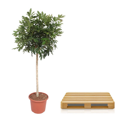 Schefflera Arboricola Compacta boom - 190 cm - Forestbloom